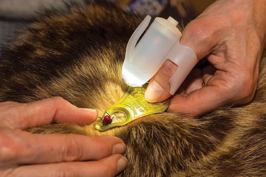 Tipsee Light TickSee Tick Removal Kit