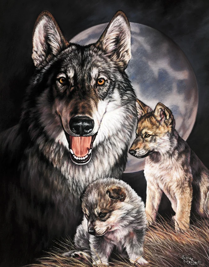 Tin Signs Graham Wolf Experience